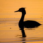 1306392 - Haubentaucher (Podiceps cristatus)