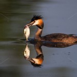 1306396 - Haubentaucher (Podiceps cristatus)