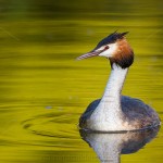 1306406 - Haubentaucher (Podiceps cristatus)