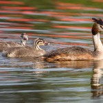 1306520 - Haubentaucher (Podiceps cristatus)