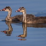 1306591 - Haubentaucher (Podiceps cristatus) Junge