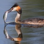 1306604 - Haubentaucher (Podiceps cristatus)