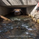 Wasseramsel Nistkasten an einer Unterführung