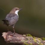 Wasseramsel (Cinclus cinclus)