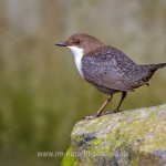 Wasseramsel (Cinclus cinclus)