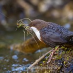 Wasseramsel (Cinclus cinclus)