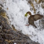 Wasseramsel (Cinclus cinclus)