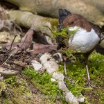 Wasseramsel (Cinclus cinclus) mit Nistmaterial