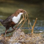 Wasseramsel (Cinclus cinclus) mit Nistmaterial