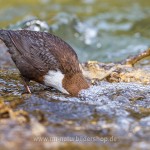 Wasseramsel (Cinclus cinclus)