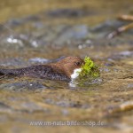 Wasseramsel (Cinclus cinclus)
