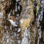 Wasseramsel (Cinclus cinclus)