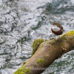 Wasseramsel (Cinclus cinclus)