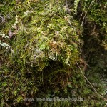 Wasseramsel (Cinclus cinclus) Nest