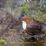 Wasseramsel (Cinclus cinclus)