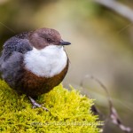 Wasseramsel (Cinclus cinclus)