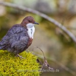 Wasseramsel (Cinclus cinclus)