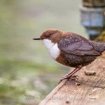 Wasseramsel (Cinclus cinclus)