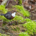 Wasseramsel (Cinclus cinclus)