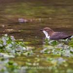 Wasseramsel (Cinclus cinclus)