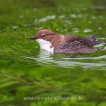 Wasseramsel (Cinclus cinclus)