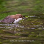 Wasseramsel (Cinclus cinclus)