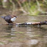 Wasseramsel (Cinclus cinclus)