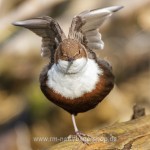 Wasseramsel (Cinclus cinclus)