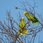 Gelbkopfamazonen (Amazona oratrix)