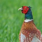 1401760 - Fasan (Phasianus colchicus) Männchen