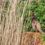1402049 - Fasan (Phasianus colchicus) Männchen