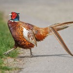 1402181 - Fasan (Phasianus colchicus) Männchen