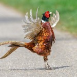 1402215 - Fasan (Phasianus colchicus) Männchen beim Balzruf