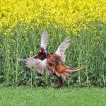 1402351 - Fasanen (Phasianus colchicus) Männchen streiten sich