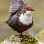 Wasseramsel (Cinclus cinclus)