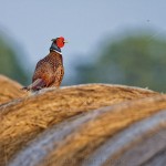 1404041 - Fasan (Phasianus colchicus) Männchen