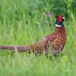 1404619 - Fasan (Phasianus colchicus) Männchen