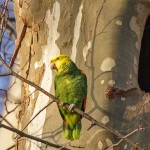 Gelbkopfamazone (Amazona oratrix)