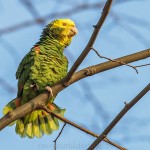 Gelbkopfamazone (Amazona oratrix)