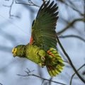 Gelbkopfamazone (Amazona oratrix)