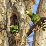Gelbkopfamazonen (Amazona oratrix)