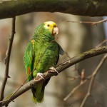 Gelbkopfamazone (Amazona oratrix)