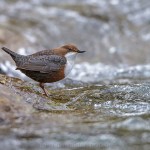 Wasseramsel (Cinclus cinclus)