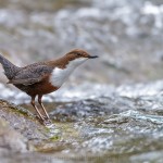Wasseramsel (Cinclus cinclus)