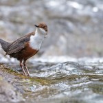 Wasseramsel (Cinclus cinclus)