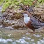 Wasseramsel (Cinclus cinclus)
