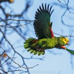 Gelbkopfamazone (Amazona oratrix)