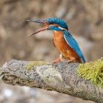 Eisvogel (Alcedo atthis) Weibchen