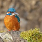 Eisvogel (Alcedo atthis) Männchen