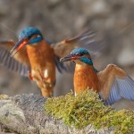 Eisvogel (Alcedo atthis) Männchen und Weibchen